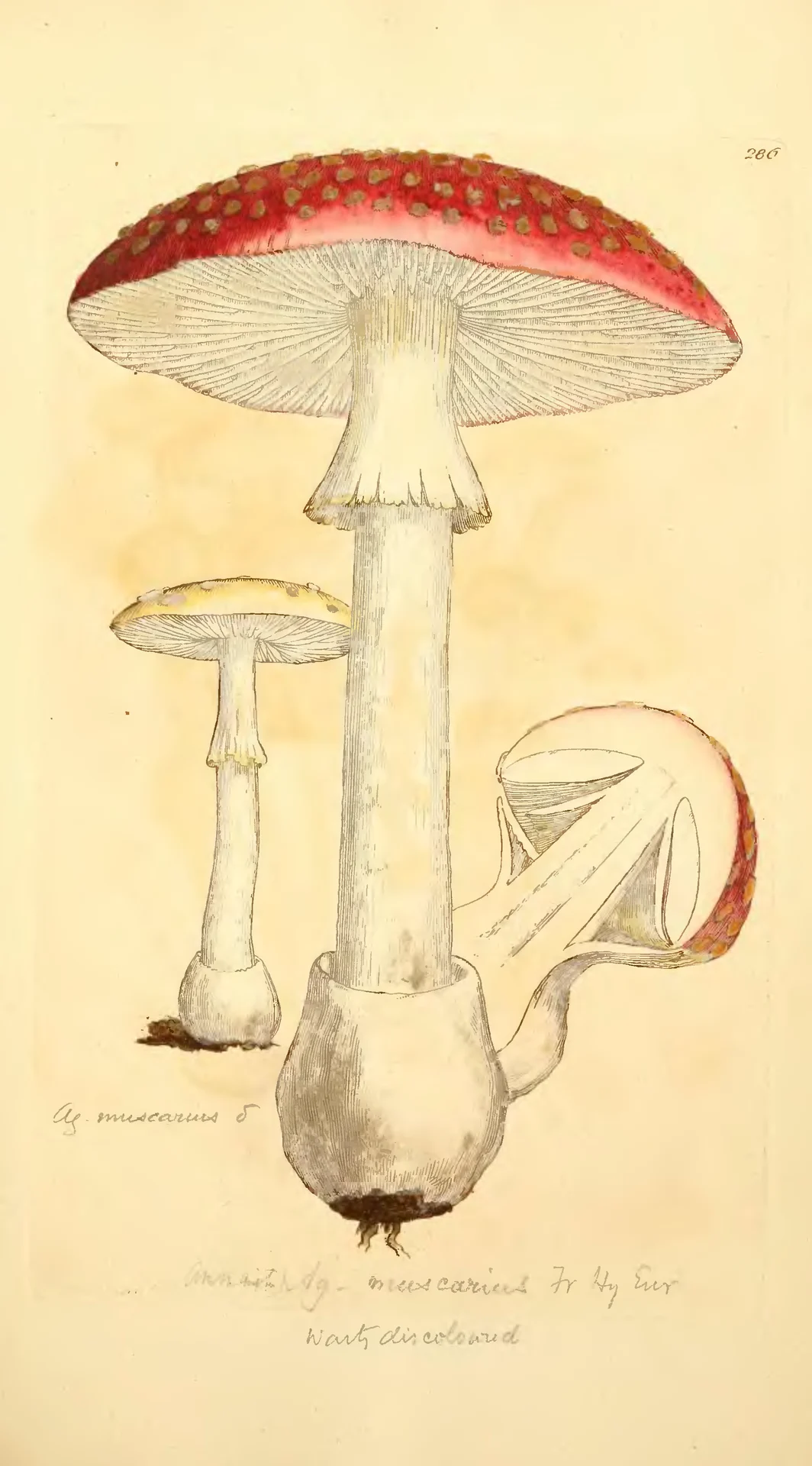 Wondrous Flora — Eight botanical plates 1705-1887 — Fly Agaric (Agaricus muscarius)