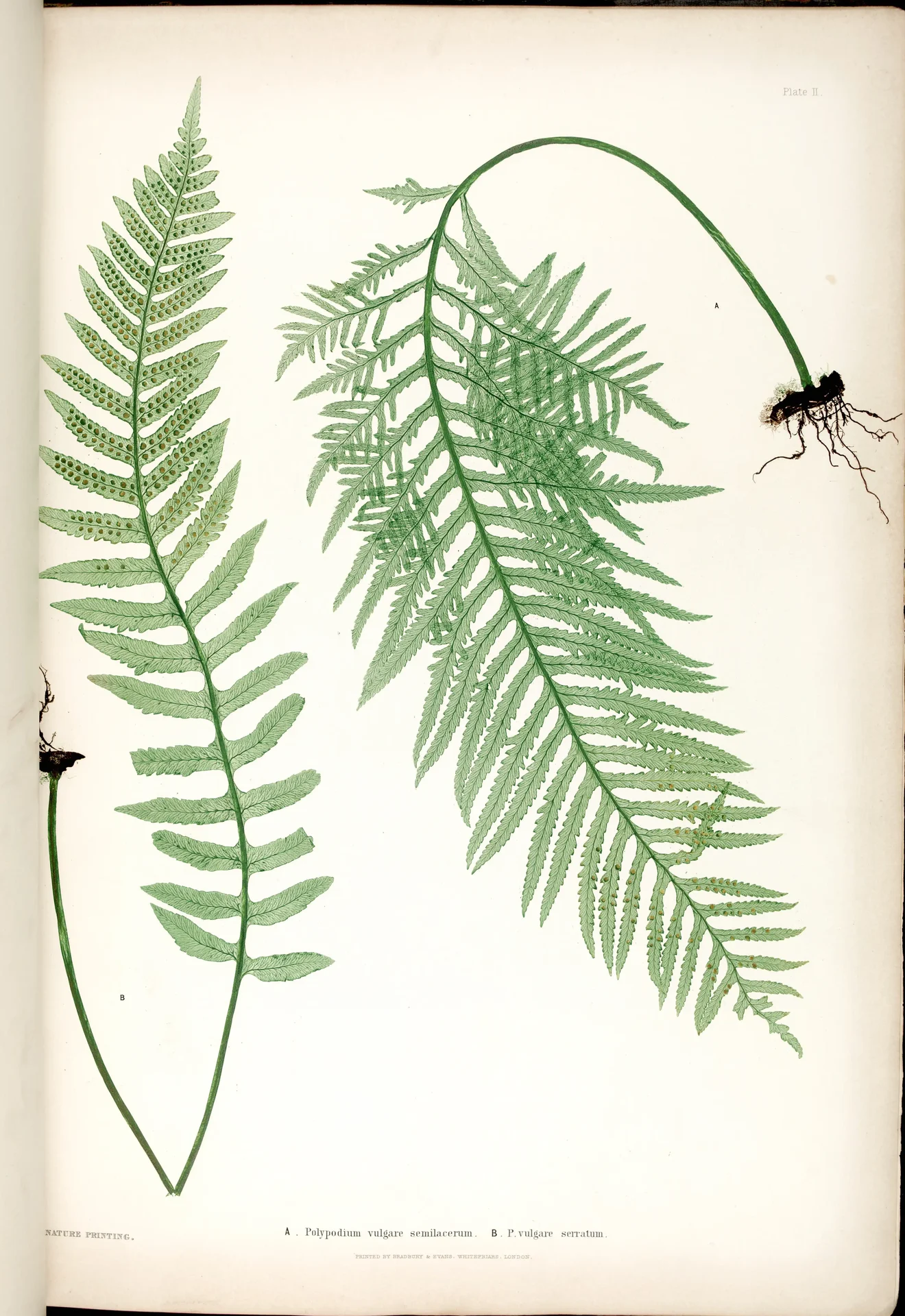 Common Polypody