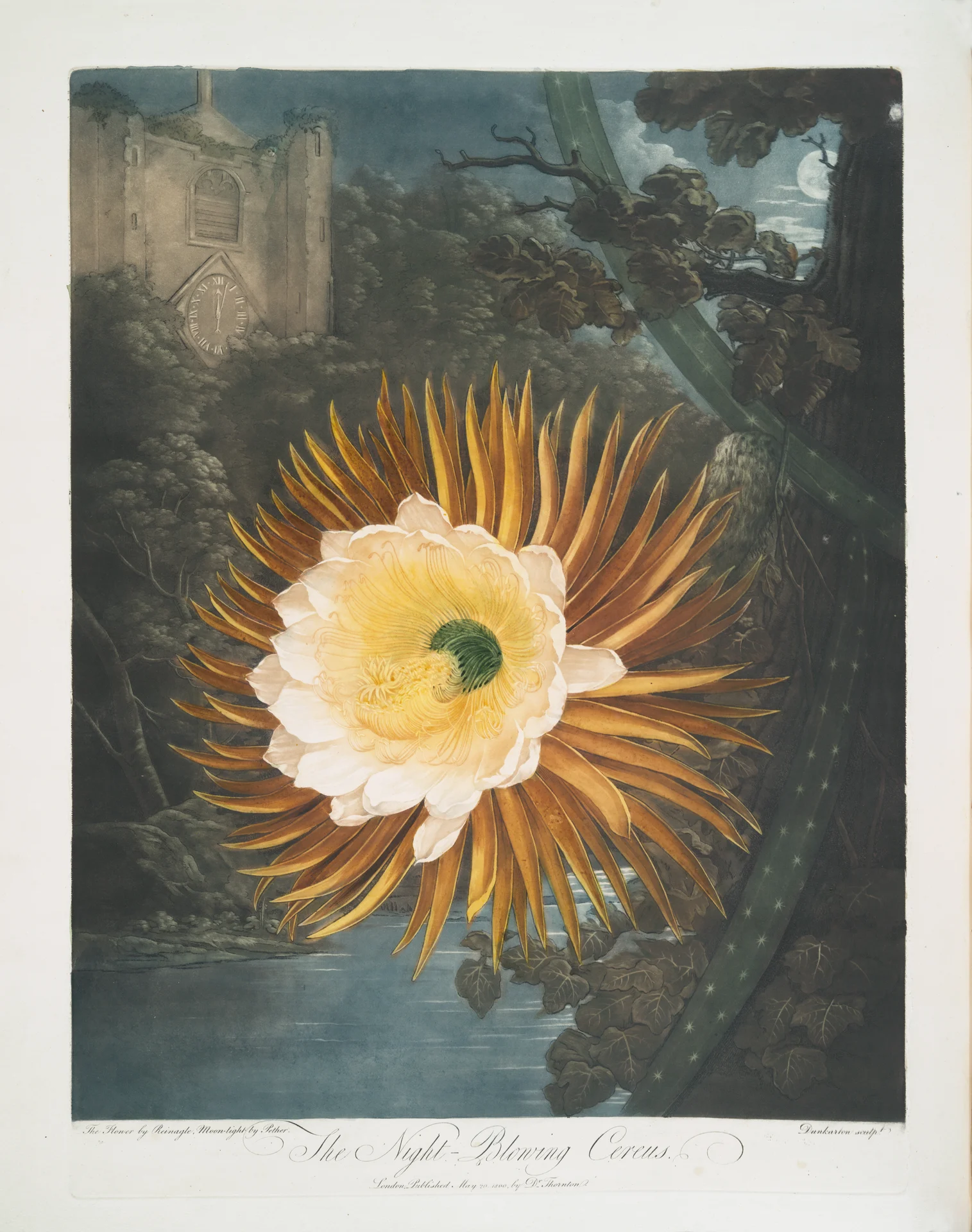 Night-Blooming Cereus