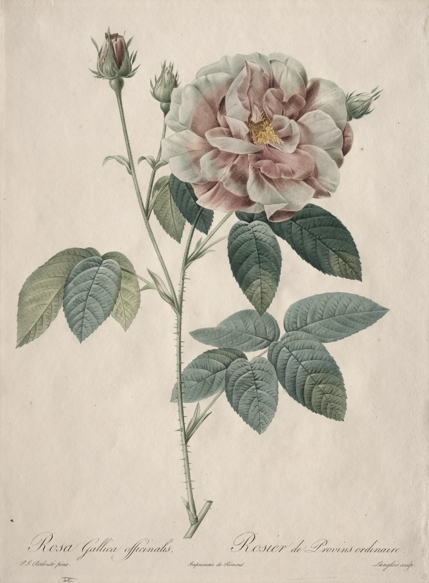 French Rose (Rosa gallica)