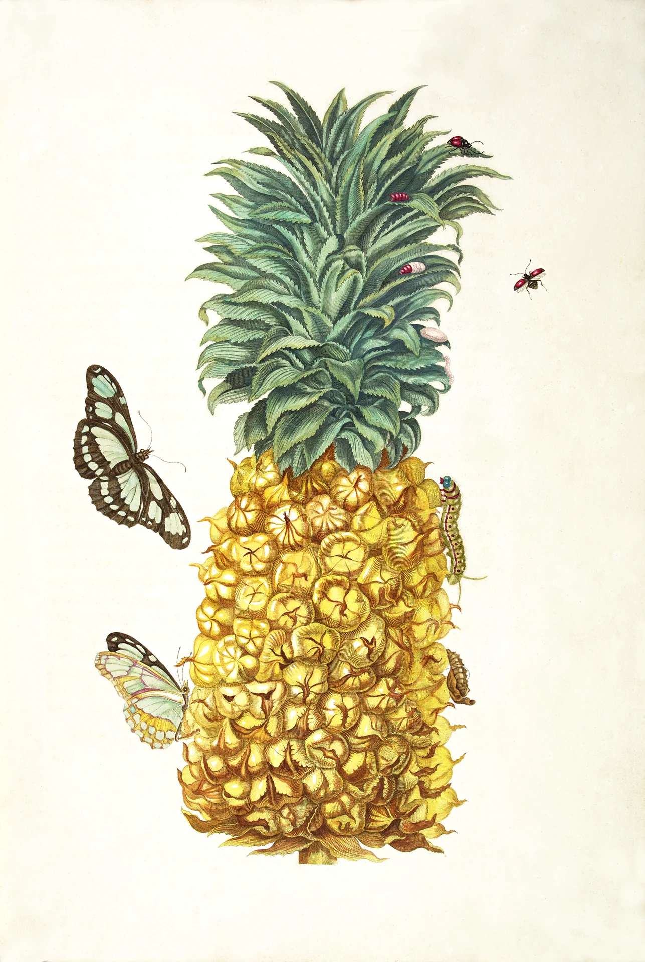 Pineapple with Caterpillar and Butterfly